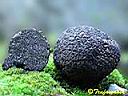 Tuber melanosporum